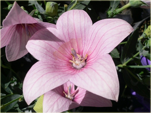 Platykodon wielokwiatowy Platycodon grandiflorum Pink Star